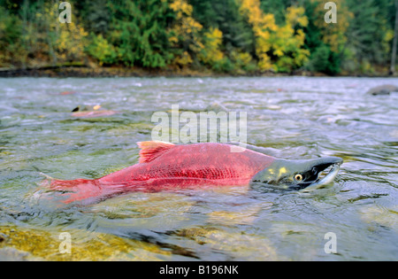 Mâle de frai du saumon rouge (Oncorhynchus nerka), rivière Adams, le sud de la Colombie-Britannique, Canada Banque D'Images