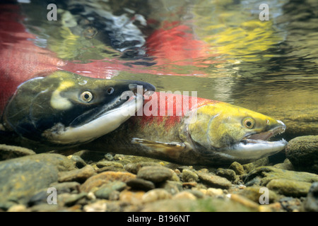 Les saumons rouges (Oncorhynchus nerka), rivière Adams, le sud de la Colombie-Britannique, Canada Banque D'Images