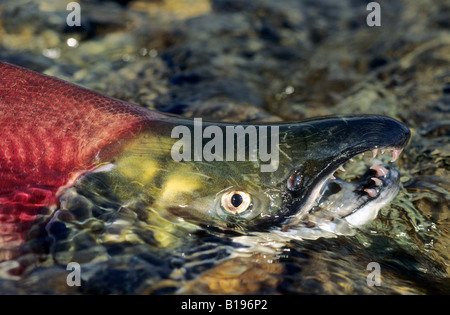 Le frai du saumon rouge (Oncorhynchus nerka), Adams River, Colombie-Britannique, Canada Banque D'Images