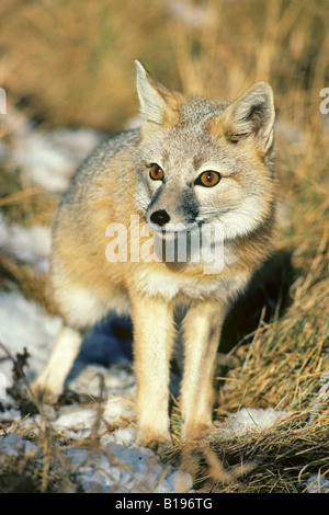 Femelle adulte le renard véloce (Vulpes velox), Prairie, Alberta Canada Banque D'Images