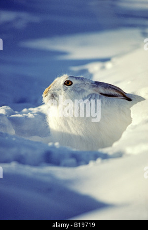 De Townsend (Lepus townsendii) mise à l'abri du froid dans un banc de neige à -25C, des prairies en Saskatchewan, Canada. Banque D'Images