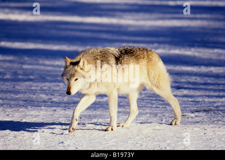 Des profils wolf (Canis lupus), British Columbia, Canada Banque D'Images