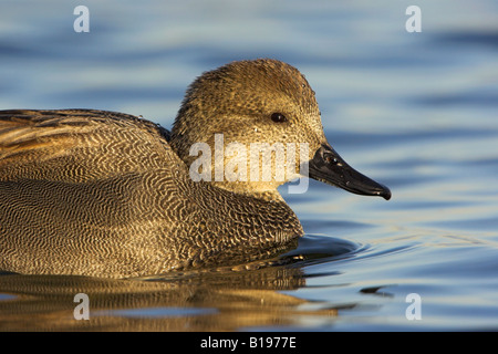 Un Canard chipeau (Anas strepera) baignade dans le lac Ontario à Etobicoke, Ontario Canada. Banque D'Images