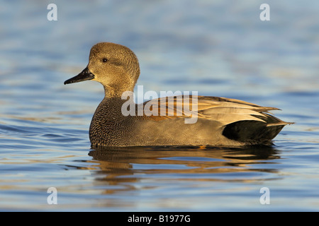 Un Canard chipeau (Anas strepera) baignade dans le lac Ontario à Etobicoke, Ontario Canada. Banque D'Images