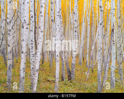 Forêt de trembles et de couleur à l'automne, Kananaskis, Alberta, Canada Banque D'Images