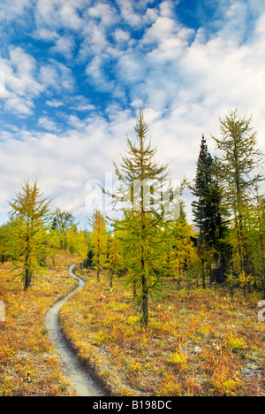 Le mélèze (Larix lyallii alpin) et sentier du col Tumbling, le Parc National de Kootenay, Colombie-Britannique, Canada Banque D'Images