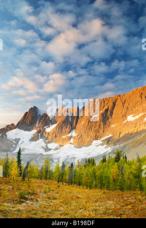 Le mélèze (Larix lyallii alpin) dans des tambours, le col Rockwall Trail, le Parc National de Kootenay, Colombie-Britannique, Canada Banque D'Images