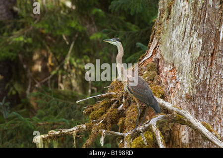 Grand Héron (Ardea herodias) immatures. De nombreuses zones humides en régime alimentaire se compose principalement de poissons, mais il fe'opportuniste Banque D'Images