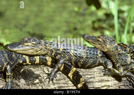 Des petits alligators Alligator mississippiensis (américain) au soleil, en Floride, aux États-Unis. Banque D'Images