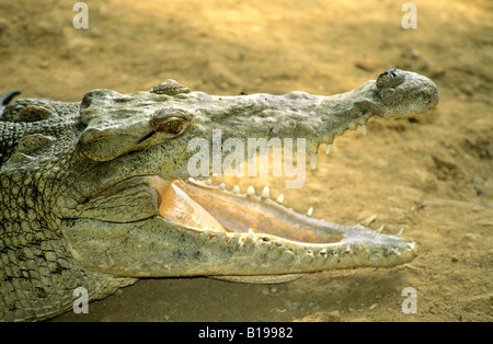 Crocodile (Crocodylus acutus) lézarder au bord de la rivière au Panama, Amérique Centrale Banque D'Images