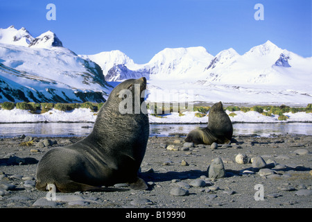 Les otaries à fourrure antarctique (Arctocephalus gazella) Taureaux défendre les territoires de reproduction, des plaines de Salisbury, South Georgia Island, l'Antarc Banque D'Images