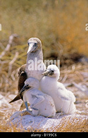 Bleu femelles adultes pieds rouges (Sula nebouxii excisa) avec deux poussins au nid familial, Îles Galápagos Banque D'Images