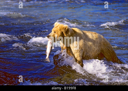 Ours brun (Ursus arctos) avec un saumon rouge, la côte de l'Alaska. Banque D'Images