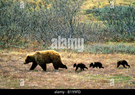 Mère de l'ours brun (Ursus arctos) triplet avec oursons de l'année, traversant la toundra arctique, l'Alaska. Banque D'Images