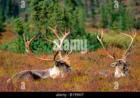 Les taureaux de caribou (Rangifer tarandus) restés ensemble pendant le rut d'automne, l'Alaska, USA. Banque D'Images