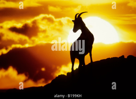 Femme désert bighorn (Ovis canadensis), Désert de Sonora, le sud de l'Arizona, USA Banque D'Images