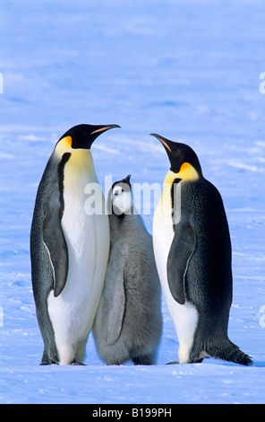 Manchot Empereur (Aptenodytes forsteri) adultes et chick, colonie de la Baie d'Atka, 70 degrés, mer de Weddell, l'Antarctique. Banque D'Images