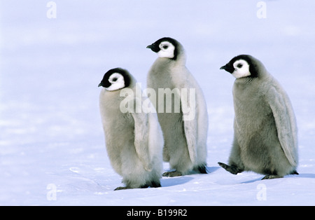 Poussins de manchot empereur (Aptenodytes forsteri), Colonie Riiser Larsen, 72° S., mer de Weddell, l'Antarctique. Banque D'Images