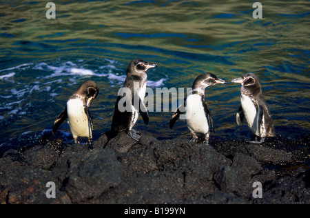 Les manchots des Galapagos (Spheniscus mendiculus) lissage au bord de l'eau, l'île de Fernandina, l'archipel des Galapagos, Equateur Banque D'Images