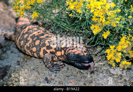 Des profils gila monster (Heloderma suspectum) la recherche de proies. Banque D'Images