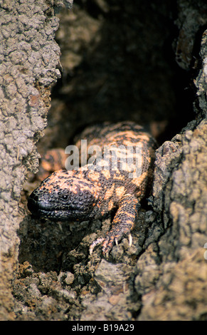 Des profils gila monster (Heloderma suspectum) au soleil à l'embouchure de sa tanière. Banque D'Images