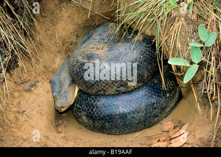 Anaconda vert femelle adulte (Eunectes murinus) qui avait juste après avoir mangé un gros rongeur et était digérer son repas à l'embouchure d'une b Banque D'Images