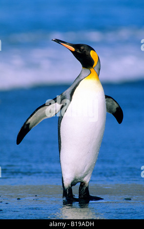 Manchot royal (Aptenodytes patagonicus) à venir à terre après en mer de nourriture, des plaines de Salisbury, South Georgia Island, dans le sud de l'Atl Banque D'Images