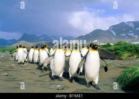 Le manchot royal (Aptenodytes patagonicus) de retour d'une excursion de recherche en mer, des plaines de Salisbury, South Georgia Island, dans le sud de l'un Banque D'Images