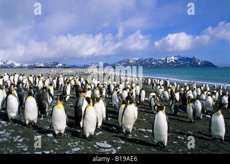 Le manchot royal (Aptenodytes patagonicus) Le repos sur la plage de Salisbury Plains, South Georgia Island, dans le sud de l'Océan Atlantique Banque D'Images