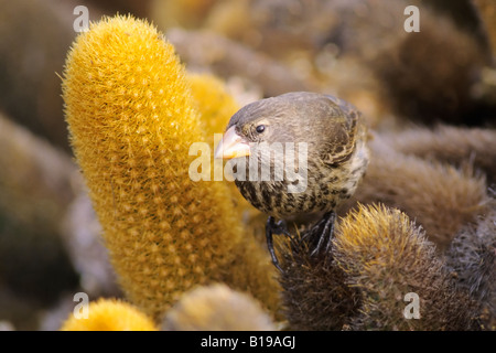 Grand cactus (Geospiza conirostris Finch), archipel des Galapagos, Equateur Banque D'Images