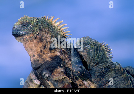 Iguanes marins (Amblyrhynchus cristatus) au soleil matinal, l'île de Fernandina, l'archipel des Galapagos, Equateur Banque D'Images