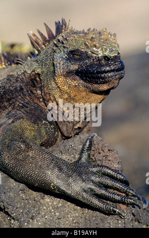 Iguane marin (Amblyrhynchus cristatus) au soleil matinal, l'île de Fernandina, l'archipel des Galapagos, Equateur Banque D'Images