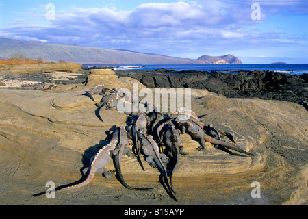 Iguanes marins (Amblyrhynchus cristatus) au soleil en fin d'après-midi, soleil, l'île James, l'archipel des Galapagos, Equateur Banque D'Images