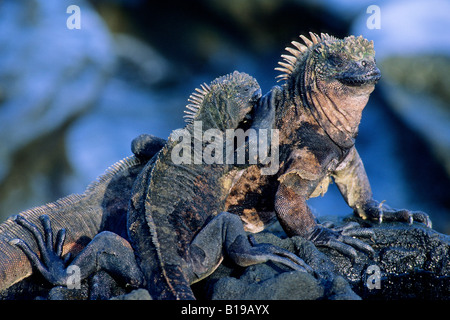 Iguanes marins (Amblyrhynchus cristatus) le pèlerin, l'île de Fernandina, l'archipel des Galapagos, Equateur Banque D'Images