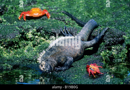 Iguane marin (Amblyrhynchus cristatus) se nourrissant d'algues vertes à marée basse avec Sally Lightfoot crabes (Grapsus grapsus) Banque D'Images