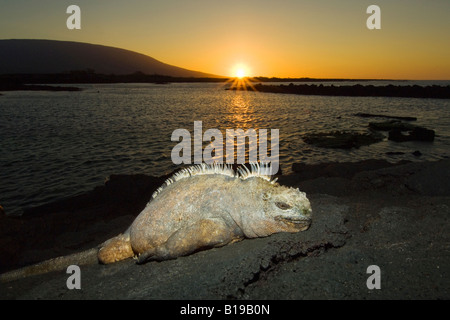 Iguane marin (Amblyrhynchus cristatus) se prélassent dans les derniers rayons du soleil, l'île de Fernandina, l'archipel des Galapagos, Equateur Banque D'Images