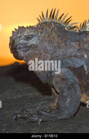 Iguane marin (Amblyrhynchus cristatus) se prélassent dans les derniers rayons du soleil, l'île de Fernandina, l'archipel des Galapagos, Equateur Banque D'Images