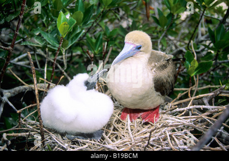 Fou à pieds rouges (Sula sula websteri)et adultes chick, couleur marron phase, Tower Island (l'île de Genovesa aka). Archipel des Galapagos Banque D'Images