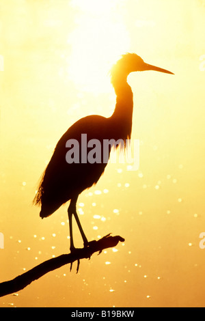 Aigrette neigeuse (Egretta thula), le Parc National des Everglades, en Floride. Banque D'Images