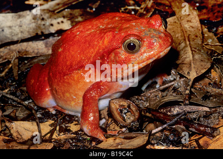 La grenouille tomate (Dyscophus antongili), Madagascar Banque D'Images