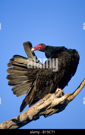 Des profils urubu à tête rouge (Cathartes aura) au lissage dans un gîte communal, Parc National des Everglades, Florida, USA Banque D'Images
