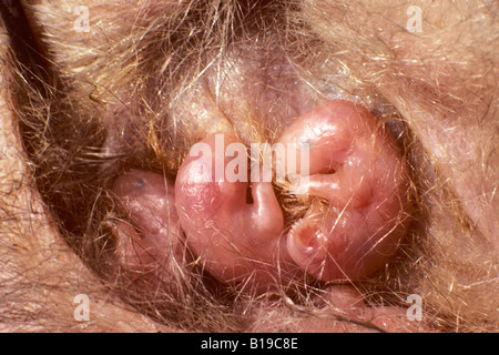 Nouveau-né les opossums de Virginie (Didelphis virginiana) se fixe dans la poche de leur mère, en Floride. Banque D'Images