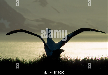 Des profils albatros hurleur (Diomedea exulans) décoller de son île, l'île de nidification du prion, la Géorgie du Sud, l'Antarctique Banque D'Images