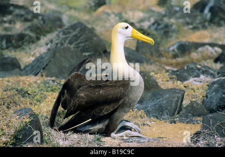 Albatros endémiques (Diomedea irrorata), Île de la hotte (aka Espanola Island), l'archipel des Galapagos, Equateur Banque D'Images