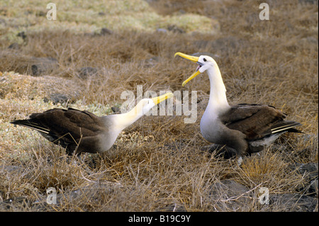 Une cour pour l'albatros des Galapagos (Diomedea irrorata) - espèce endémique, Hood Island (aka Espanola Island), l'archipel des Galapagos, Équateur Banque D'Images