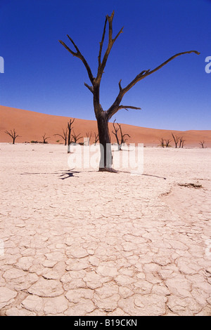 Des squelettes d'arbres morts et de l'argile fissurée entouré de dunes de sable, de Dead Vlei, Namib-Naukluft Park. Désert du Namib, Namibie, Afrique Banque D'Images