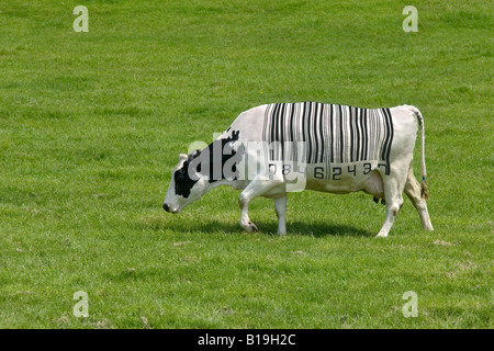Notion de droit d'une vache laitière avec un code à barres pour les marques Banque D'Images
