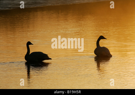 USA, Alaska, Delta de la rivière Copper. Les cygnes trompettes dans la brume matinale sur Alaganik Slough du Delta de la rivière Copper. Banque D'Images