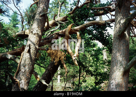 La chute d'arbres et de branches cassées dans les bois après la tempête Banque D'Images