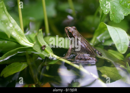 Une grenouille rousse, Rana temporaria dans un petit étang de jardin. Banque D'Images